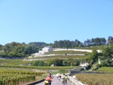 vinice